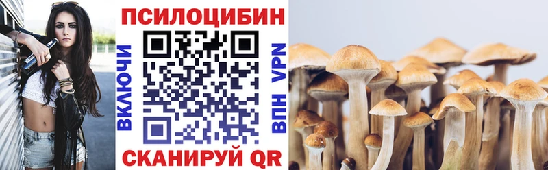 Псилоцибиновые грибы Cubensis  блэк спрут как зайти  Краснозаводск 